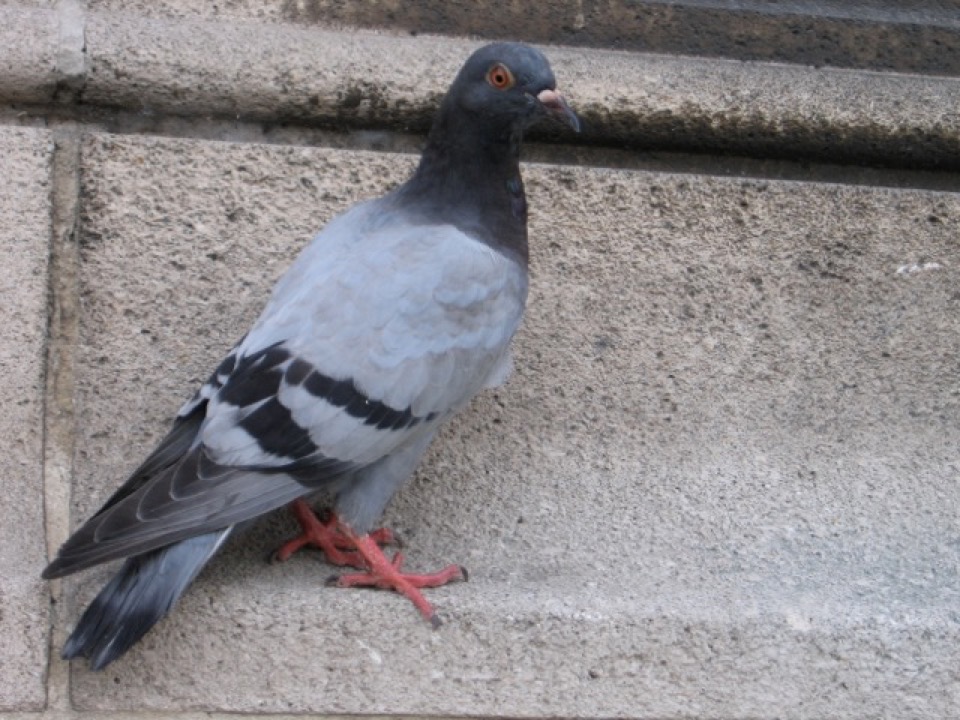 Kusters_birdcontrol_vogeloverlast_zeroBirds_systeem